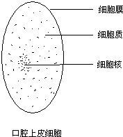 观察人体口腔上皮细胞的实验报告