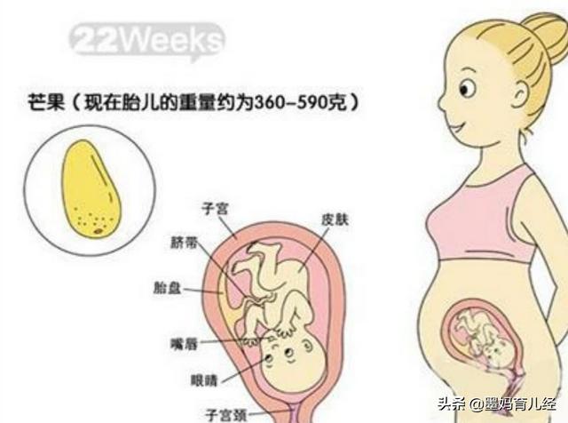 怀孕到了第22周的时候孕妇会有一些什么感觉呢？