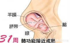 怀孕三十一周，胎儿现在有多重算正常呢？