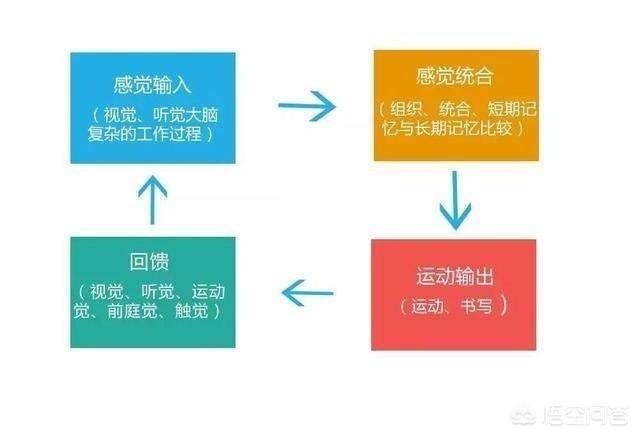 身边有宝宝进行感统训练吗？感统失调的影响有哪些？