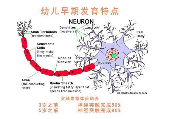 如何刺激宝宝脑细胞发育？